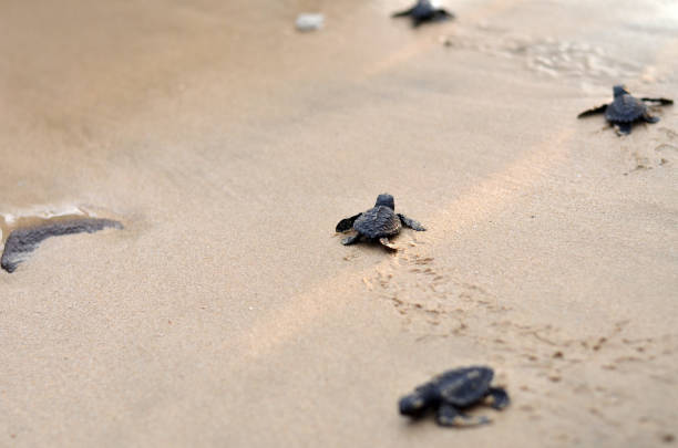 해변에 아기 거북이 - sea turtle square shape square endangered species 뉴스 사진 이미지