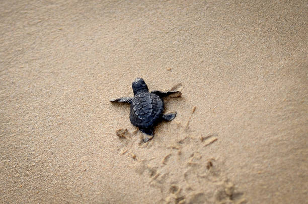 istock Baby turtles on the beach 1094378398