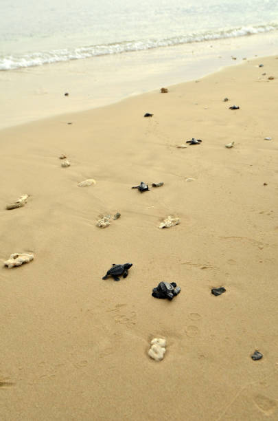 istock Baby turtles on the beach 1094378424