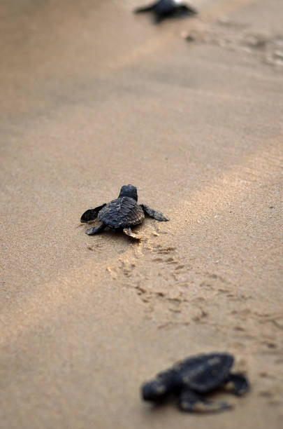 해변에 아기 거북이 - sea turtle square shape square endangered species 뉴스 사진 이미지