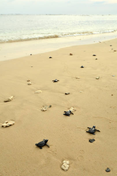 해변에 아기 거북이 - sea turtle square shape square endangered species 뉴스 사진 이미지