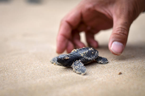 해변에 아기 거북이 - sea turtle square shape square endangered species 뉴스 사진 이미지