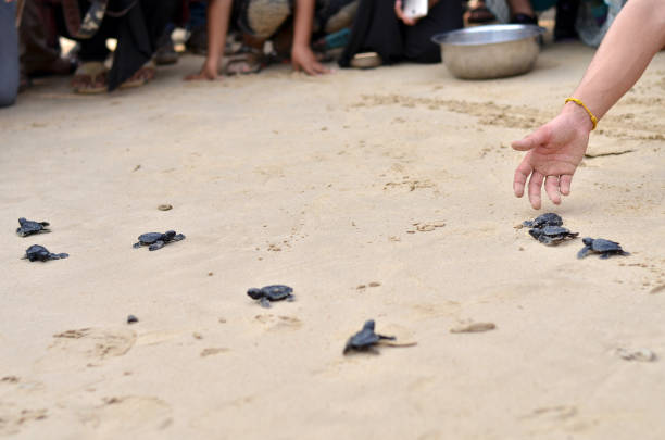 baby-schildkröten am strand - turtle young animal beach sea life stock-fotos und bilder