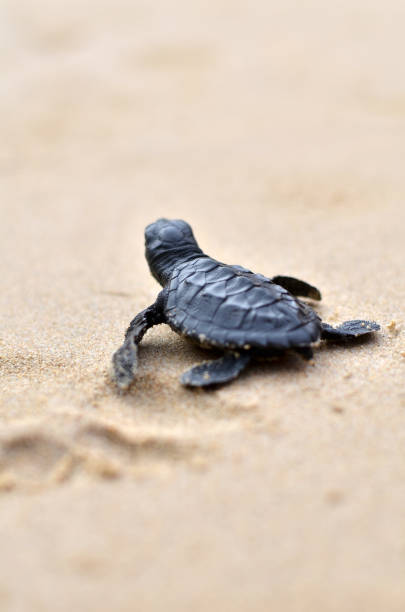 해변에 아기 거북이 - sea turtle square shape square endangered species 뉴스 사진 이미지