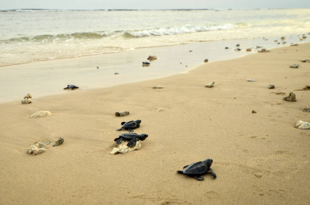 해변에 아기 거북이 - sea turtle square shape square endangered species 뉴스 사진 이미지