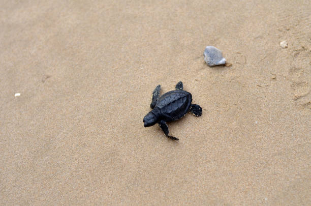 해변에 아기 거북이 - sea turtle square shape square endangered species 뉴스 사진 이미지