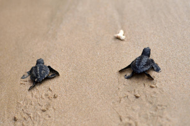 해변에 아기 거북이 - sea turtle square shape square endangered species 뉴스 사진 이미지