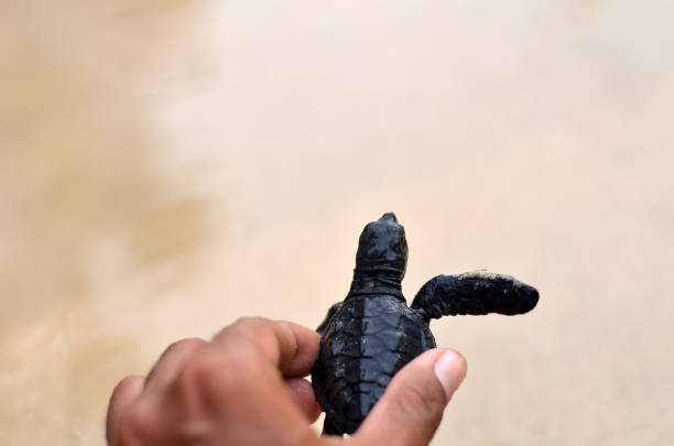 해변에 아기 거북이 - sea turtle square shape square endangered species 뉴스 사진 이미지