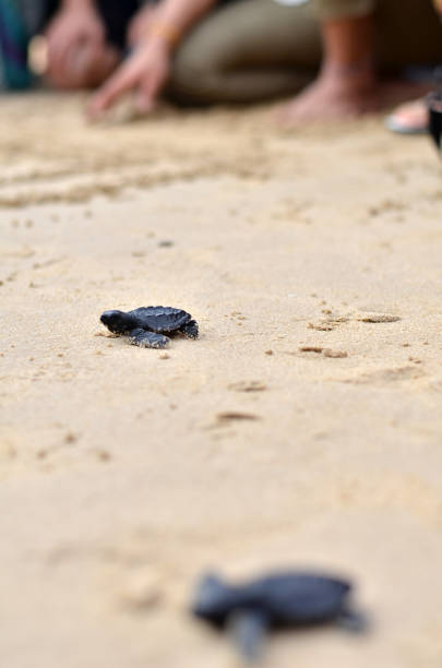 해변에 아기 거북이 - sea turtle square shape square endangered species 뉴스 사진 이미지