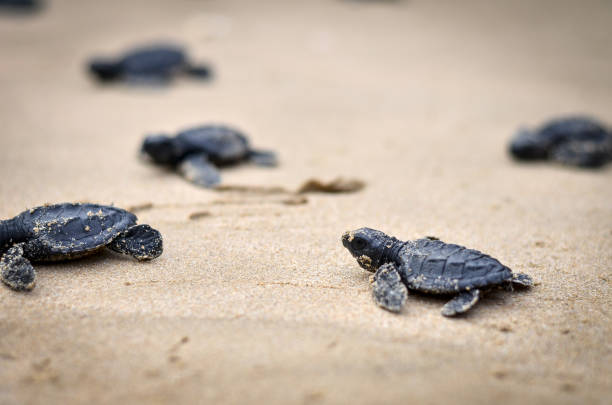 해변에 아기 거북이 - sea turtle square shape square endangered species 뉴스 사진 이미지