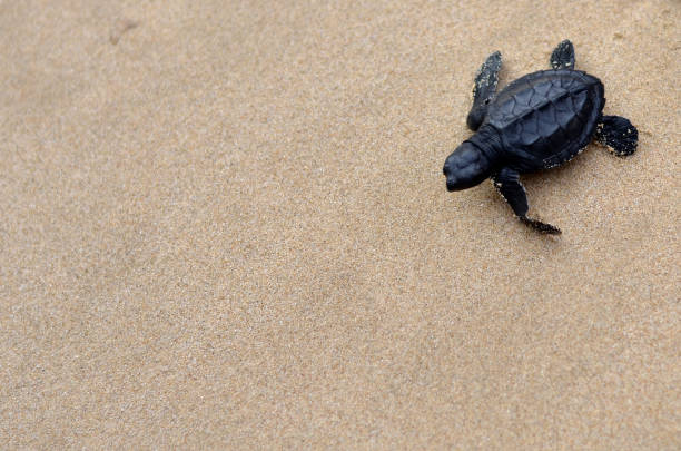 istock Baby turtles on the beach 1094378940