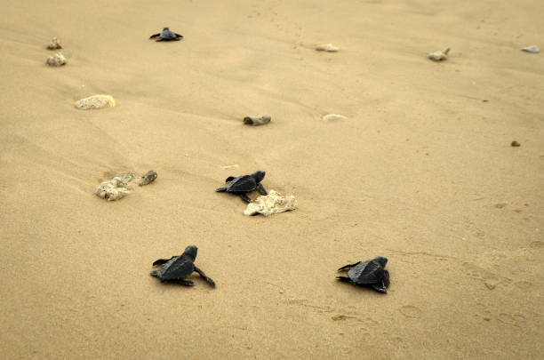 istock Baby turtles on the beach 1094378954
