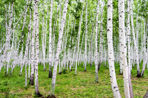 Cherry Blossom and  White birch in Hokkaido, Japan.
