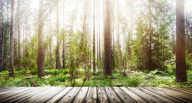 istock Forest sunrise outdoor landscape 1094385810