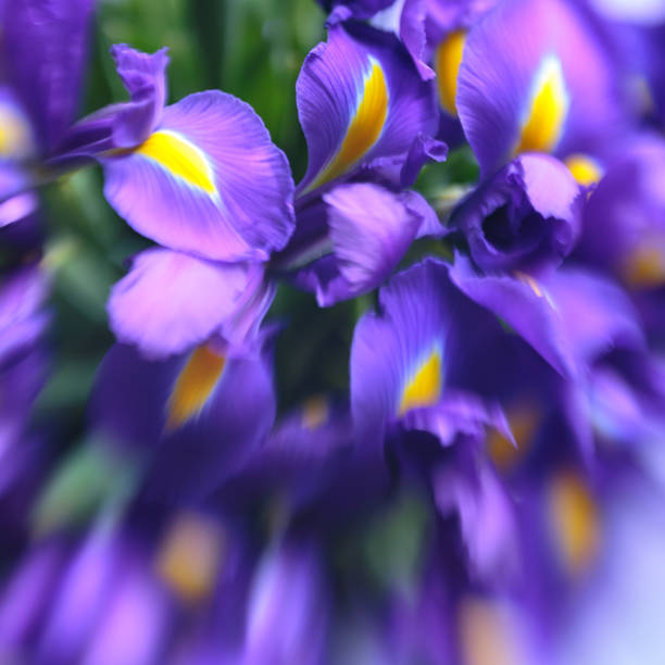 istock Purple delicate iris flowers. Elegant, abstraction, tender flower background. Soft, selective focus, lensbaby image. 1094386450
