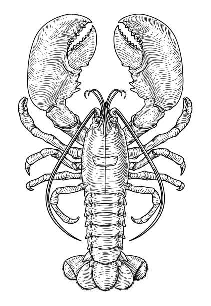 ilustraciones, imágenes clip art, dibujos animados e iconos de stock de langosta estilo vintage grabado en madera - lobster