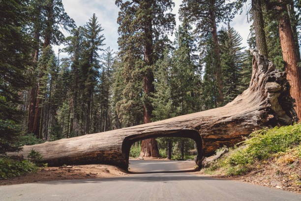 Driving trough a tunnel log in Sequoia national park Visitors to Sequoia and Kings Canyon can drive through Sequoia Park's fallen "Tunnel Log" located along the Crescent Meadow Road in Giant Forest.
The fallen Tunnel Log of Sequoia National Park came into being after an unnamed giant sequoia fell across the Crescent Meadow Road in late 1937 as a result of "natural causes." natural landmark stock pictures, royalty-free photos & images