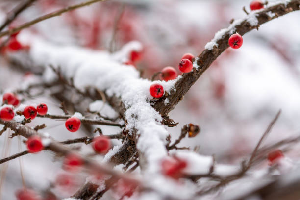 istock Dammeri fruits in winter scenne 1094388622