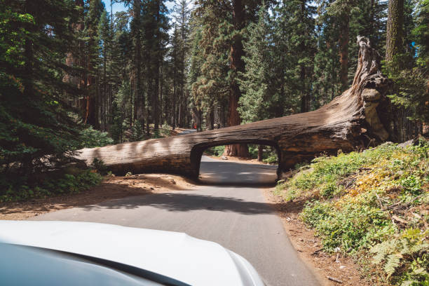 istock Will our car fit trough this tunnel log? - Sequoia national park 1094389270
