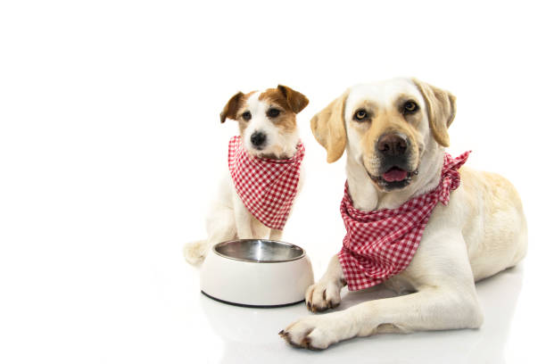 istock TWO DOGS EATING FOOD. LABRADOR AND JACK RUSSEELL LYING DOWN WITH A EMPTY BOWL. ISOLATED STUDIO SHOT AGAINST WHITE BACKGROUND. 1094392666