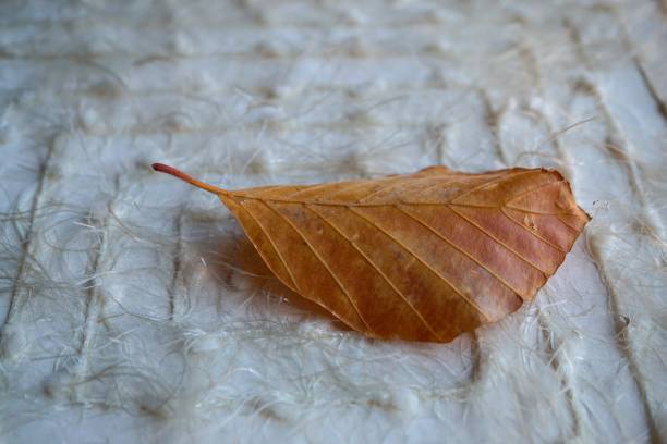 istock beautiful brown tree leaves in the nature 1094392676