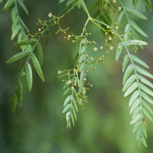 istock abstract green tree leaves in the nature 1094393670