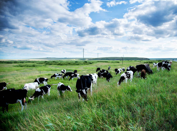 vacas en la pradera - beef cattle farm calf summer fotografías e imágenes de stock