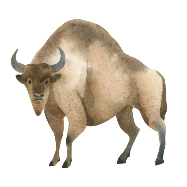 istock Watercolor illustration isolated on white background. Set of huge brown bizon. Simple sketch of wild forest animals 1094402768