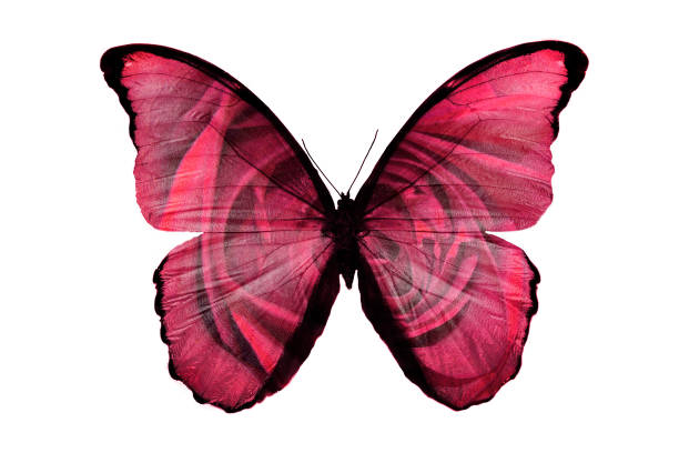 istock beautiful butterfly with a pattern of roses on the wings. isolated on white background 1094404792