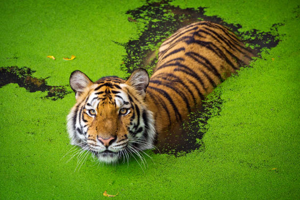 istock Asian tiger standing in water pond. 1094406236