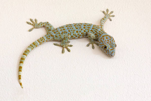 istock Colorful patterns of gecko on plaster wall. 1094406628