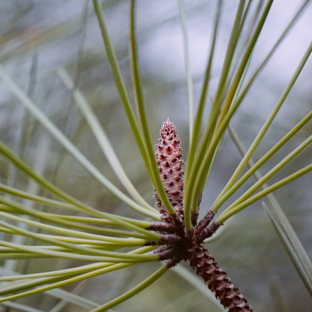 istock abstract green tree branches in the nature 1094408730