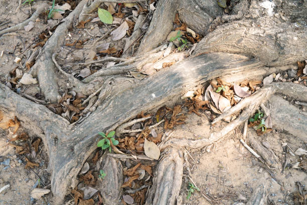 big root of the big tree in the forest or park