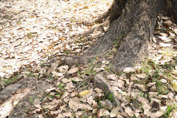 dry leaf on the floor with backdrop on sunshine day