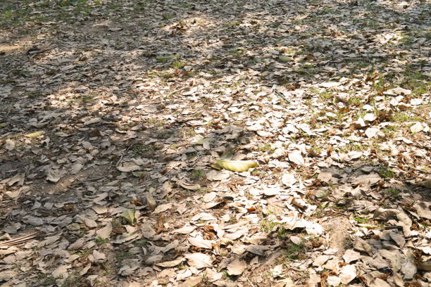 dry leaf on the floor with backdrop on sunshine day