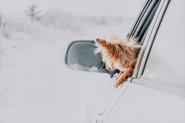 istock Puppy looks in open window car 1094415926