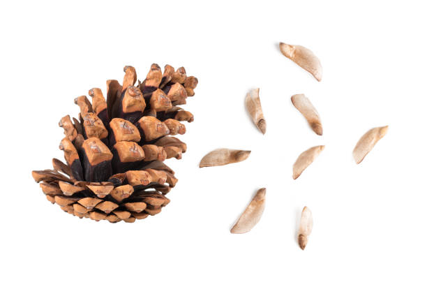 istock pine cone curved with semans top view, isolated, on white background 1094420734