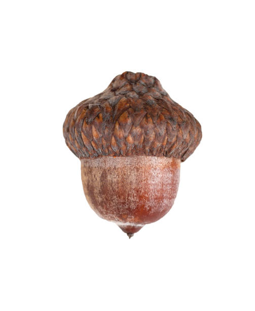 istock acorn isolated on white background 1094420860