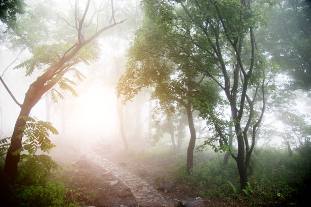 istock Winding path in the fog 1094422902
