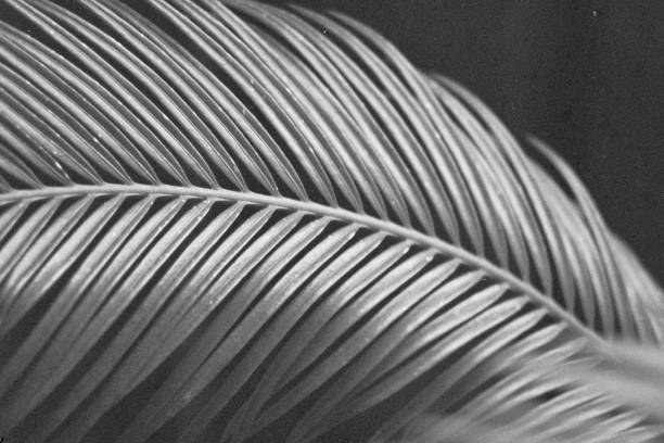istock Black and white details of plant 1094423914
