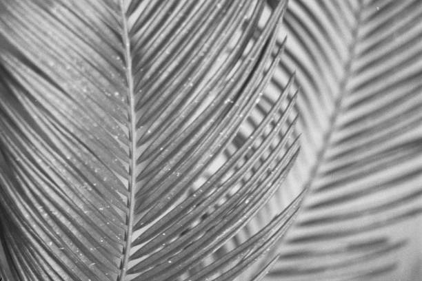 istock Black and white details of plants 1094423916
