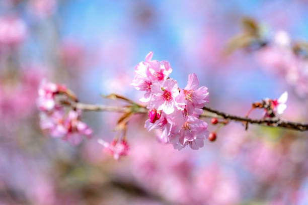 istock Beautiful cherry blossoms sakura tree bloom in spring over the blue sky, copy space, close up. 1094427606