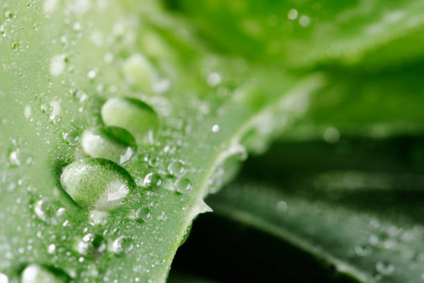 grüne aloe vera pflanze mit wassertröpfchen - healthy lifestyle homeopathic medicine aloe plant stock-fotos und bilder