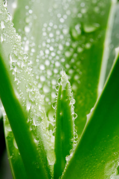 grüne aloe vera pflanze mit wassertröpfchen - healthy lifestyle homeopathic medicine aloe plant stock-fotos und bilder