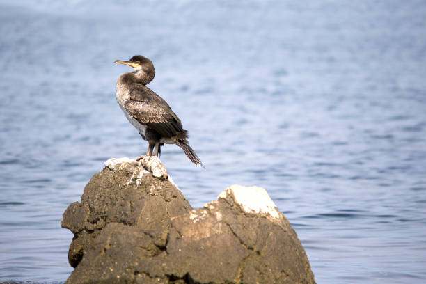 istock European shag or common shag (Phalacrocorax aristotelis) 1094437350
