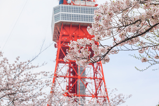 Pink sakura cherry blossom in the park of Tokyo prefecture