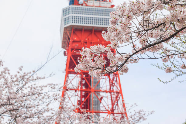 Pink sakura cherry blossom in the park of Tokyo prefecture stock photo