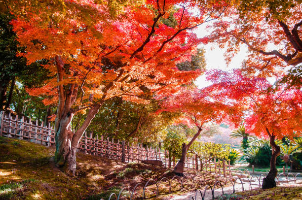 istock Autumn leaves of maple tree garden 1094439508