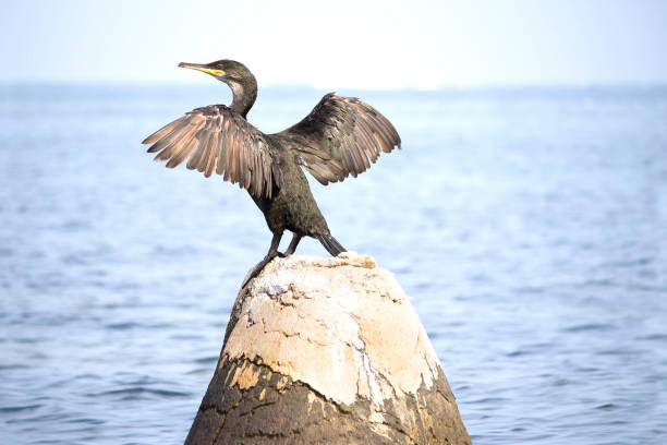 European shag or common shag (Phalacrocorax aristotelis) in Croatia