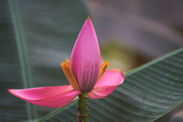 A Beautiful flowering banana and green leaves A Beautiful pink flowering banana and green leaves banana tree stock pictures, royalty-free photos & images